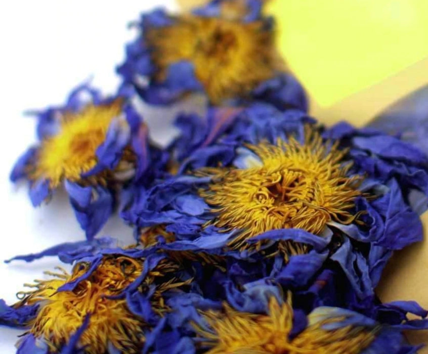 Blue Lotus Flower Bundle